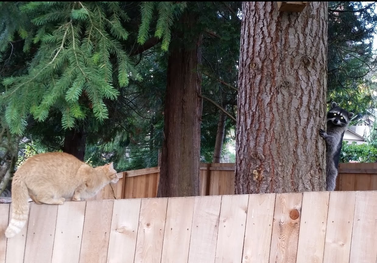 Cat and raccoon on fence